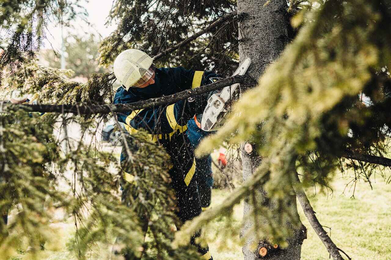 Best Affordable Tree Service  in Manistique, MI